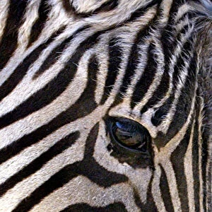 A zebra turns his head during a warm spring day in Amman public park