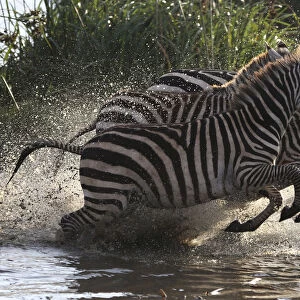 Zebras leap after drinking from a water source in Nairobi national park
