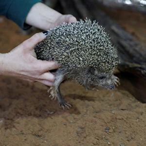Zoo worker holds Sherman, the overweight hedgehog, at the Ramat Gan Safari Zoo