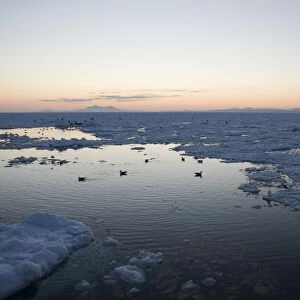 Pack Ice in Sea of Ohkotsk with Kuril Islands on horizon