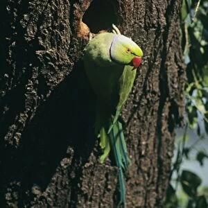 Rose-ringed Parakeet India