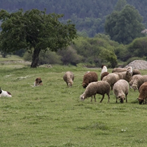 3 Balkan Karakachan sheep dogs watch over sheep - Bulgaria