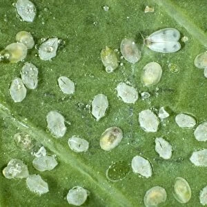 Adult cabbage whitefly, Aleyrodes proletella, with larval scales, pupae and hatched pupal cases on a cabbage leaf