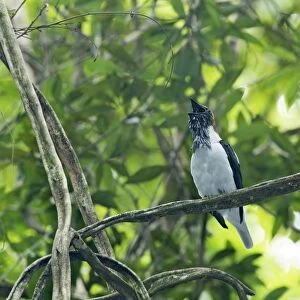 Bearded Bellbird (Procnias averano carnobarba) adult male, calling, perched on liana in rainforest