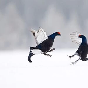 Black Grouse (Tetrao tetrix) two adult males, fighting at lek in snow, Finland, march