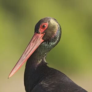 Black Stork (Ciconia nigra) adult, close-up of head and neck, Hortobagy N. P. Hungary, April