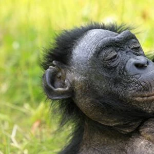 Bonobo (Pan paniscus) adult female, resting, close-up of head, captive