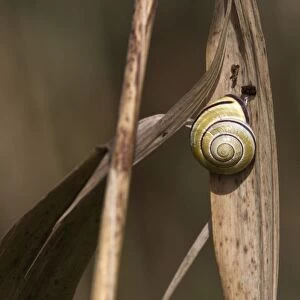 Brown lipped Snail, Cepaea nemoralis. A common snail in woodlands, hedgerow and dune habitats