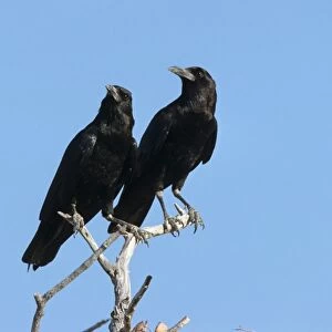 Cape Rook (Corvus capensis) adult pair, perched on branches, Namibia