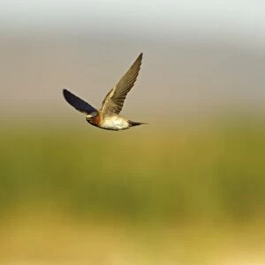 Cliff Swallow (Hirundo pyrrhonota) adult, in flight, Klamath National Wildlife Refuge, Oregon, U. S. A