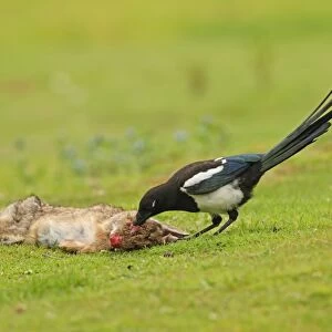 Common Magpie (Pica pica) juvenile, feeding on European Rabbit (Oryctolagus cuniculus) carcass, died of myxomatosis, Norfolk, England, july