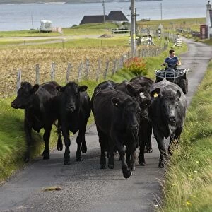 Domestic Cattle, beef herd being driven along single track road by crofter on quadbike, Isle of Tiree, Inner Hebrides