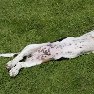 Domestic Dog, Basset Hound, puppy, four-months old, rolling on back