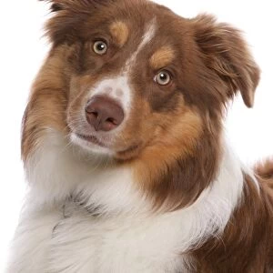 Domestic Dog, Border Collie, liver tricolour adult, close-up of head