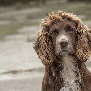 Domestic Dog, English Cocker Spaniel, working type, adult, close-up of head, in farmyard, Shropshire, England, October