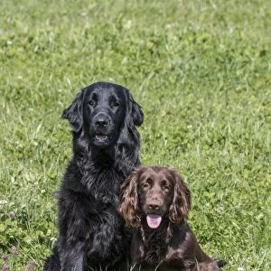 Domestic Dog, Flat-coated Retriever, adult female, four years old, and Working Cocker Spaniel, juvenile female