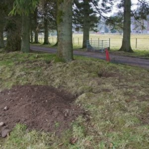 Eurasian Badger (Meles meles) sett, digging damage to estate road, Kinharvie, Dumfries and Galloway, Scotland, April