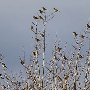 Eurasian Linnet (Carduelis cannabina) flock, perched in bare tree, Warwickshire, England, January