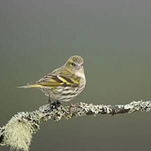 Eurasian Siskin (Carduelis spinus) adult female, perched on lichen covered twig, Scotland, February