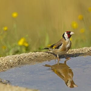 European Goldfinch (Carduelis carduelis) adult, drinking at pool with reflection, Spain, may