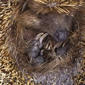 European Hedgehog (Erinaceus europaeus) juvenile, curled up in defensive ball at night, Italy