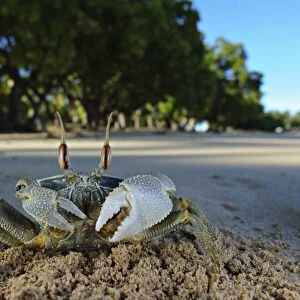 Ghost Crab (Ocypode sp. ) adult, on beach habitat, Nosy Be, Madagascar