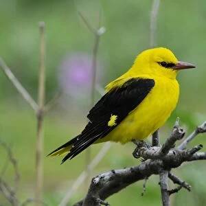 Golden Oriole (Oriolus oriolus) adult male, perched on branch, Lemnos, Greece, May