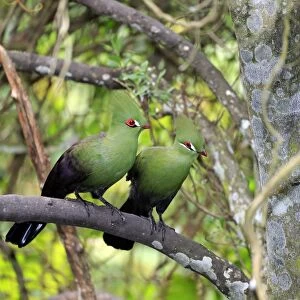 Guinea Turaco (Tauraco persa) adult pair, perched on branch (captive)