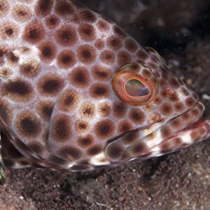 Honeycomb Grouper (Epinephelus merra) adult, close-up of head, Seraya Beach Resort, Bali, Lesser Sunda Islands, Indonesia