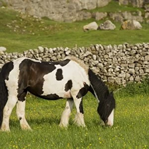 Horse, Irish Cob (Gypsy Pony), adult, grazing in meadow near drystone wall, Cumbria, England, May