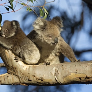 Koala (Phascolarctos cinereus) adult female and young, sitting on branch in eucalyptus tree, Kangaroo Island