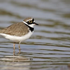 Little Ringed Plover (Charadrius dubius) adult male, summer plumage, standing in shallow water, Midlands, England, april