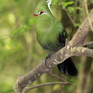 Livingstones Turaco (Tauraco livingstonii) adult, perched on branch, Eastern Cape, South Africa, December