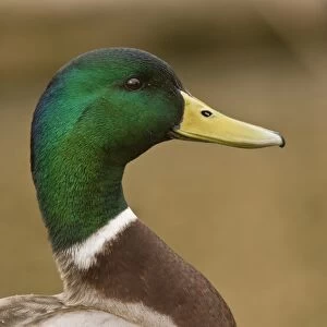 Mallard Duck (Anas platyrhynchos) adult male, close-up of head and neck, Norfolk, England, march