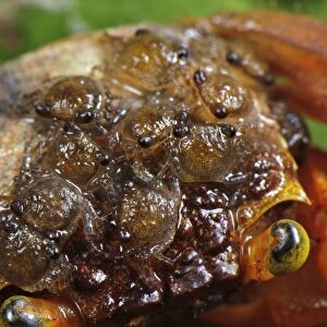 Mandarin Crab (Geosesarma notophorum) adult female, with young on carapace, Pulau Lingga (Lingga Islands), Riau Islands Province, Sumatra, Indonesia