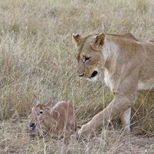 Masai Lion (Panthera leo nubica) adult female, with Topi (Damaliscus lunatus) calf prey, Masai Mara, Kenya, August