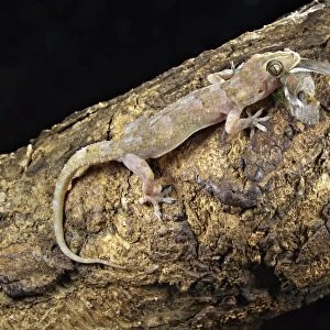 Moreau's Tropical House Gecko (Hemidactylus mabouia) adult, feeding on moth prey, South Africa