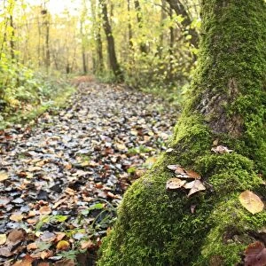 Moss covered tree trunk with fallen leaves beside path in ancient woodland habitat, Wolves Wood RSPB Reserve, Hadleigh