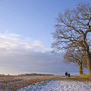 Mother and son walking on snow beside bare trees at edge of farmland, Norfolk, England, december