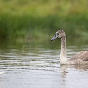 Mute Swan (Cygnus olor) juvenile, swimming in pond, Suffolk, England, September