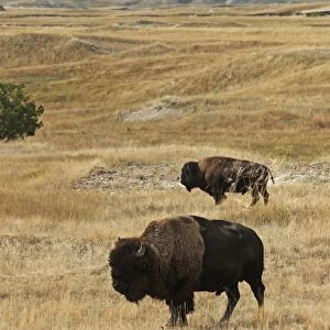North American Bison (Bison bison) two adult males, standing in prairie habitat, Sage Creek Wilderness, Badlands N. P, South Dakota, U. S. A. september