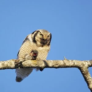 Northern Hawk Owl (Surnia ulula) adult, feeding on rodent prey, perched on branch, Northern Finland