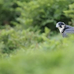 Peregrine Falcon (Falco peregrinus) juvenile, standing on clifftop, Skokholm Island, Pembrokeshire, Wales, June
