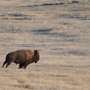 Plains Bison (Bison bison bison) adult male, running in shortgrass prairie habitat, West Bloc, Grasslands N. P