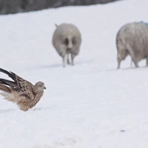 Red Kite (Milvus milvus) immature, closing wings upon landing, standing in heavy snow with sheep on farmland