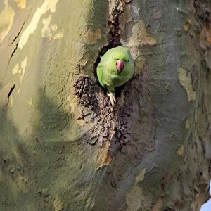 Rose-ringed Parakeet (Psittacula krameri) introduced species, adult female, at nesthole entrance in tree trunk