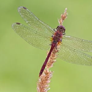 Ruddy Darter (Sympetrum sanguineum) adult male, resting on grass seedhead, Leicestershire, England, September