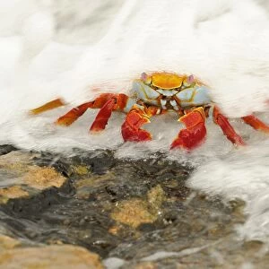 Sally Lightfoot Crab (Grapsus grapsus) adult, standing on rock with wave flowing over, Galapagos Islands