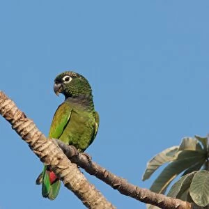 Scaly-headed Parrot (Pionus maximiliani siy) adult, perched on branch, Pousada Araras, Mato Grosso, Brazil, august