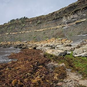 Seaweed washed up on beach strandline, Kimmeridge Bay, Isle of Purbeck, Dorset, England, august